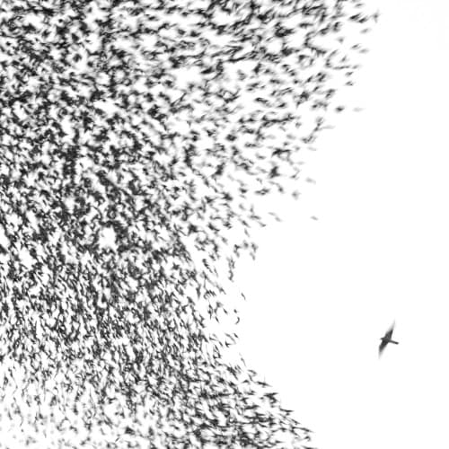 WILCO - SKY BLUE SKY