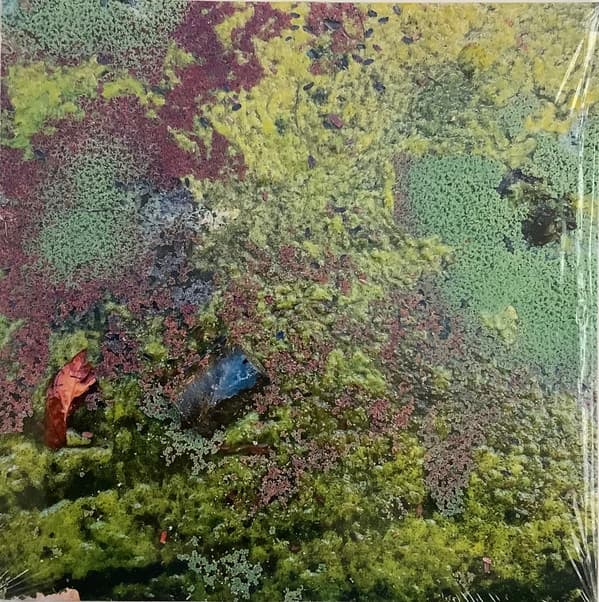 MAZUREK,ROB - NESTOR'S NEST